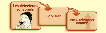 Les d&eacute;tecteurs sensoriels
