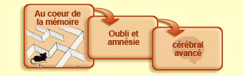 Au coeur de la m&eacute;moire
