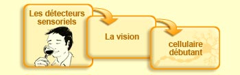 Les d&eacute;tecteurs sensoriels