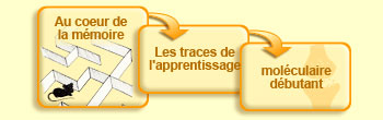 Au coeur de la m&eacute;moire