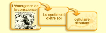 L'&eacute;mergence de la conscience