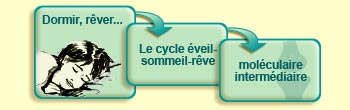 Dormir, r&ecirc;ver...