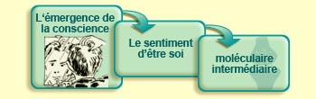 L'&eacute;mergence de la conscience